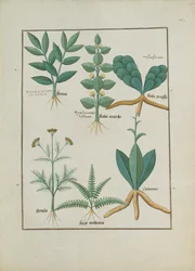 Farne und Sträucher, Illustration aus dem Buch der einfachen Medizin von Mattheaus Platearius, ca. 1470